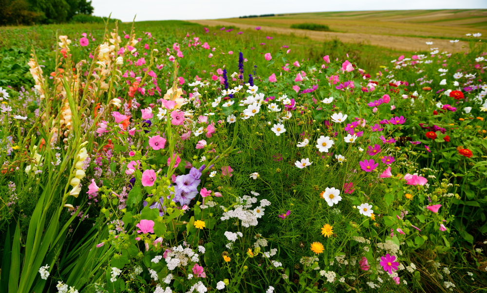fair agriculture