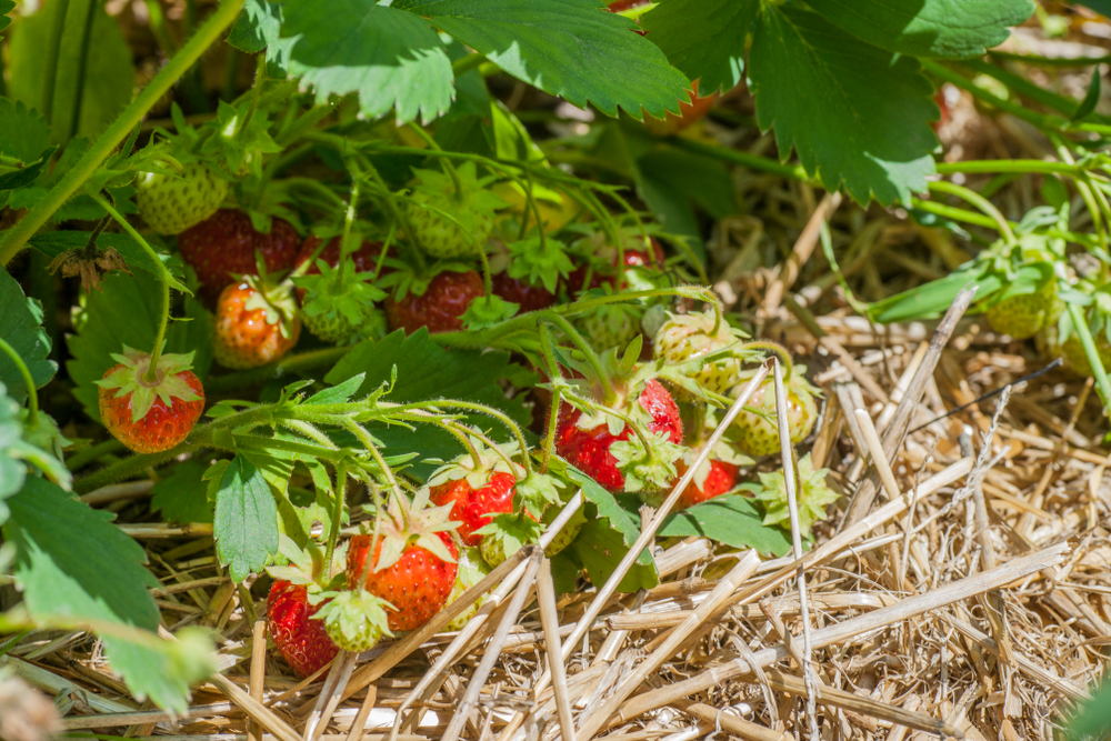 fair agriculture