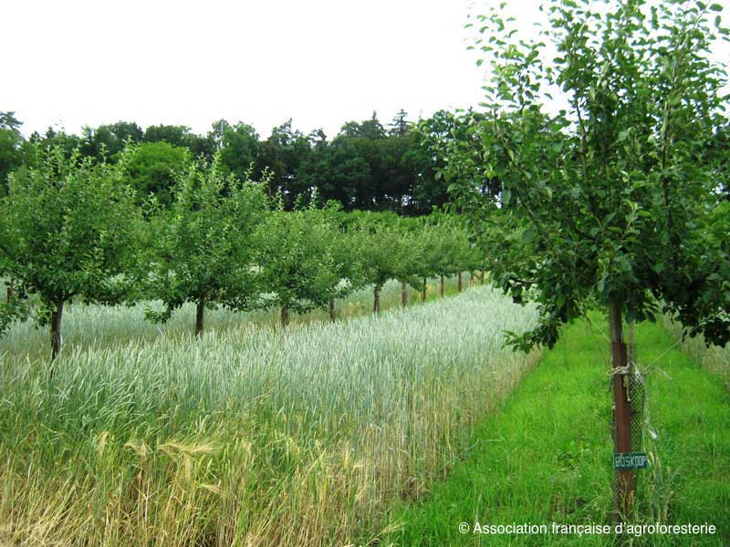 Agroforesterie Cultiver L ombre Des Arbres Quel s Int r t s 