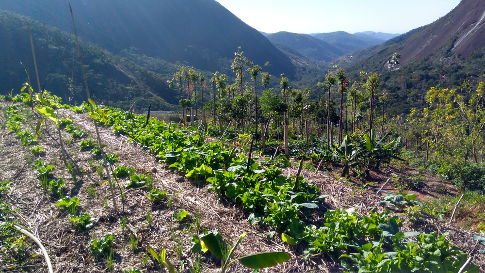 fair agriculture