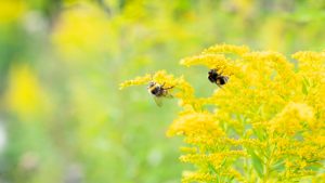 bioindicateur-abeilles-qualité-flore