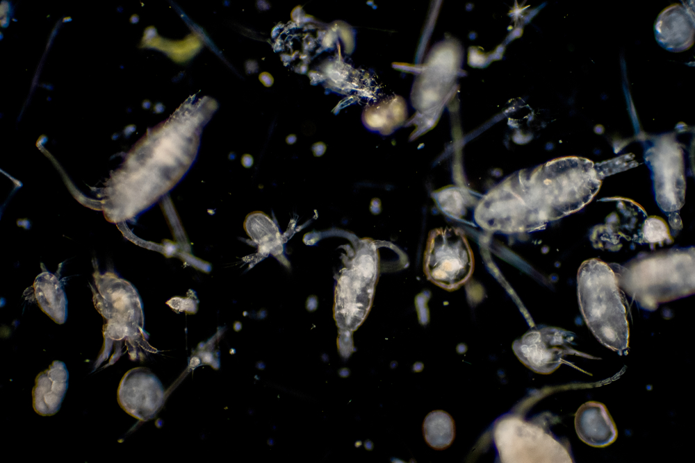 biosurveillance-zooplancton