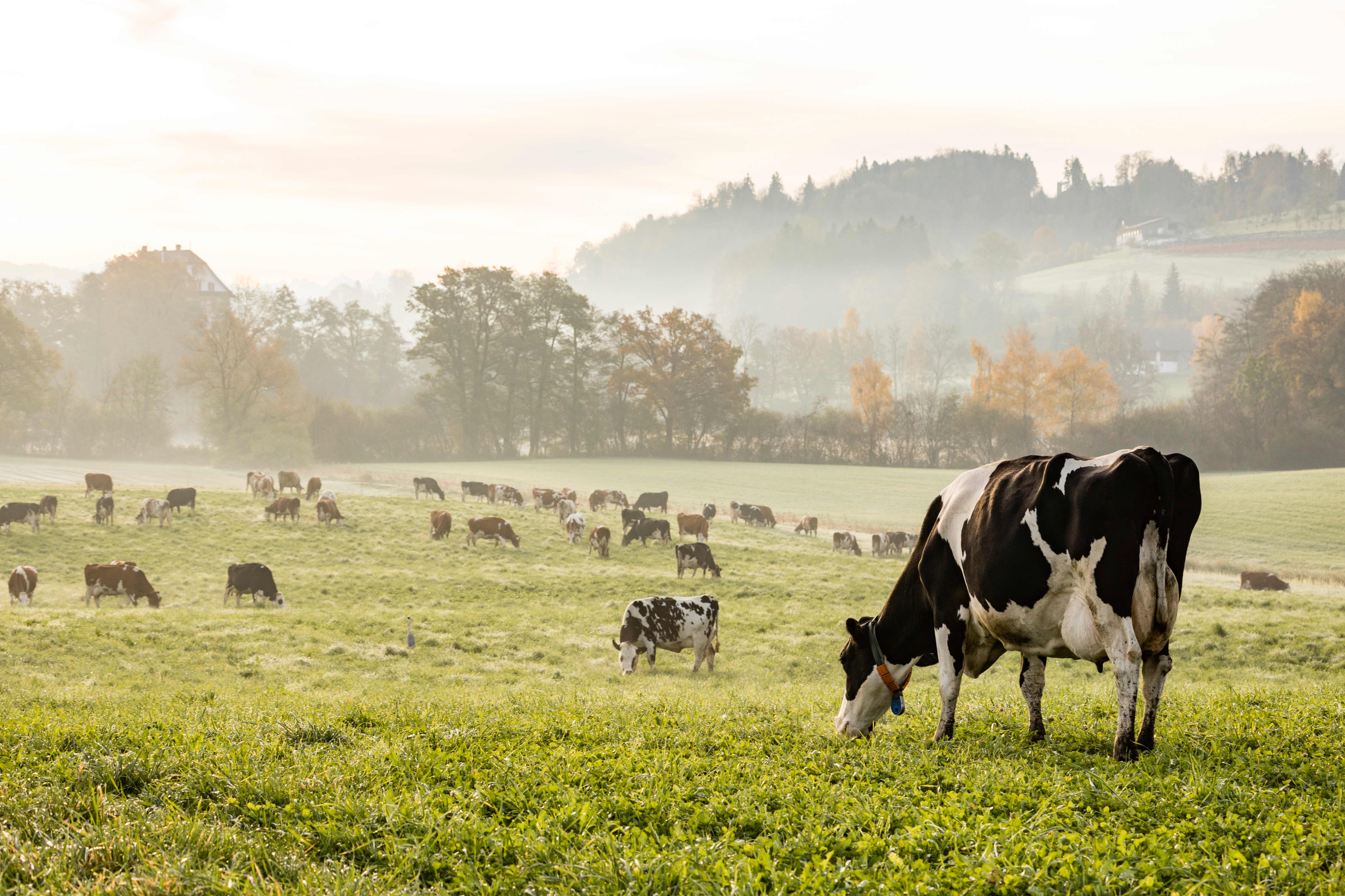 L’élevage En Agroécologie : Une Production Animalière Plus Durable ?