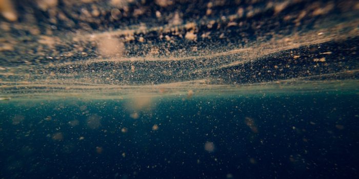 Plancton-pollution-de-l-eau
