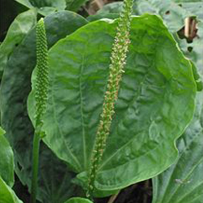 Bioindicateur-plantago-major-fleur-cda
