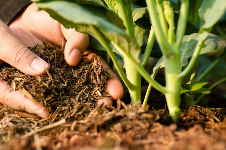 Les Biostimulants : Quels Bénéfices Agroécologiques ?