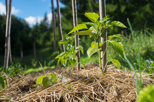 Permanent Mulching Of The Soil: A Fundamental Pillar Of Market Gardening Living Soil