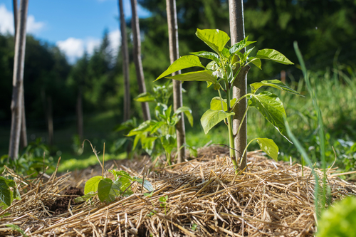 Market Gardening-soil-living- Mulching