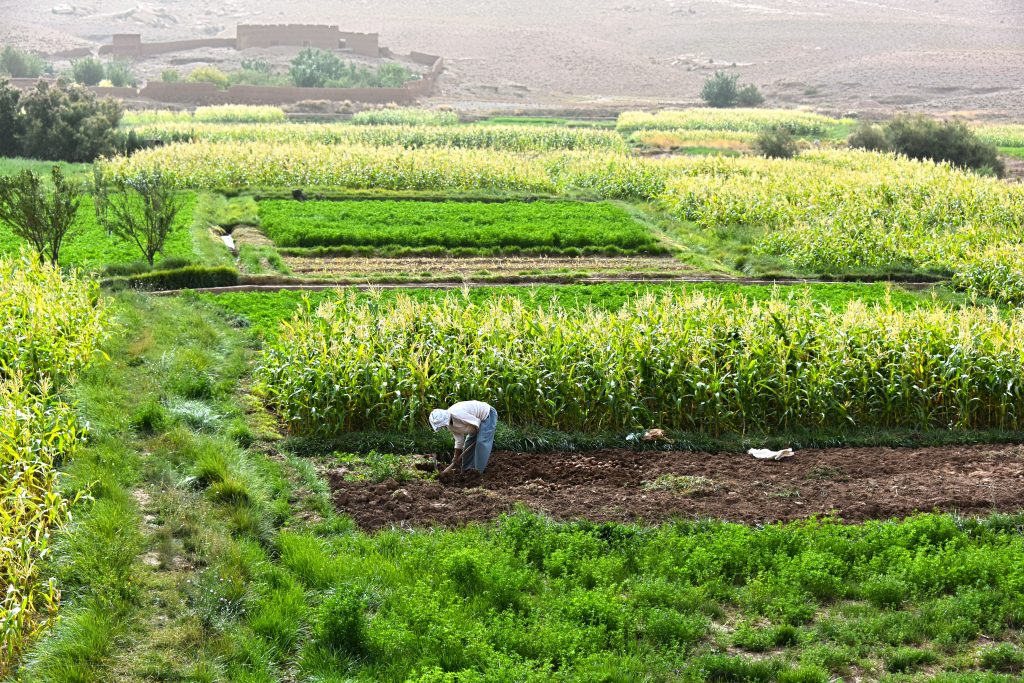 La résilience des systèmes agricoles  pour une production agricole