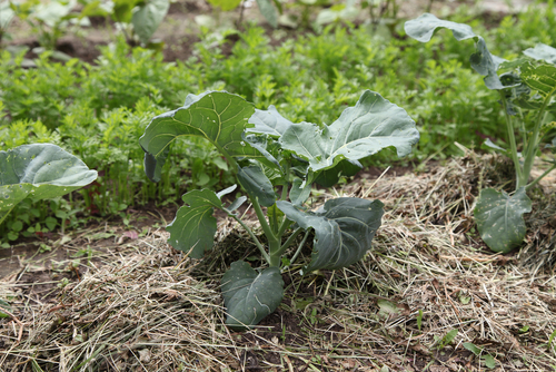 market gardening-living-soil